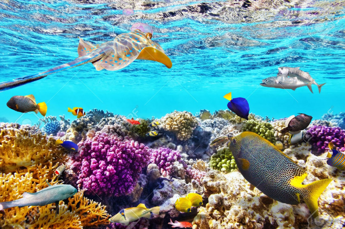37683443-Wonderful-and-beautiful-underwater-world-with-corals-and-tropical-fish--Stock-Photo